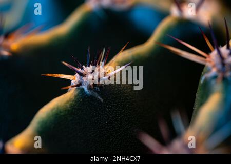 Macro shot of cactus' spines Stock Photo