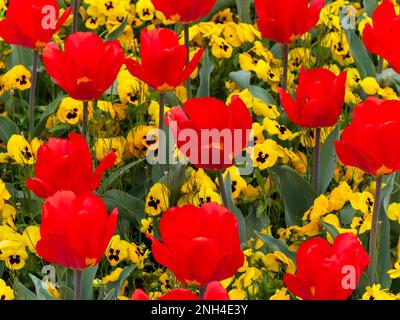 The beautiful red and yellow flowers Stock Photo