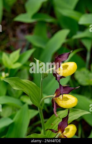 Blooming wild yellow lady's slipper, Cypripedium calceolus, in the lady's slipper area Martinauer Au in the Lechtal valley Stock Photo
