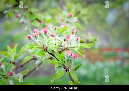 Branch of apple tree beginning in bloom with pink flowers. Stock Photo