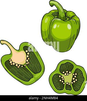 Sweet Paprika pepper, Whole and halved green bell pepper , hand drawn illustration. Stock Vector
