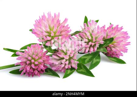 Clover flowers  isolated on white background Stock Photo