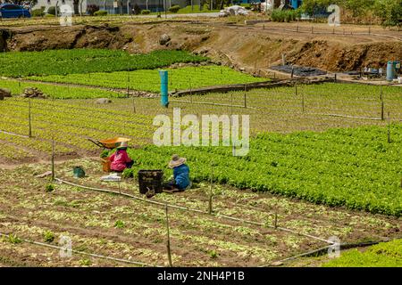 Vegetable fields in the Cameron Highlands, Malaysia Stock Photo - Alamy