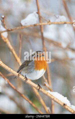 A Robin (Erithacus Rubecula) Perched on a Snow-covered Branch in a Forsythia Bush in Winter Stock Photo