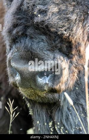bison nose close up Stock Photo