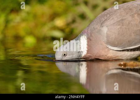 Common wood pigeon (Columba palumbus) drinking from a pond in spring. Stock Photo