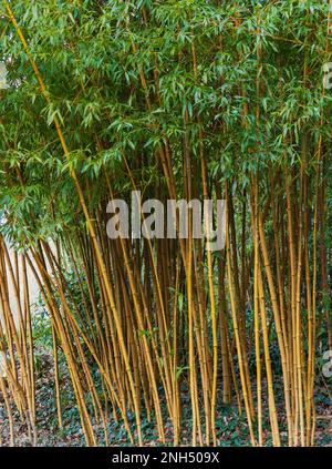 Yellow stripped canes of the hardy ornamental clumping bamboo, Semiarundinaria fastuosa Stock Photo