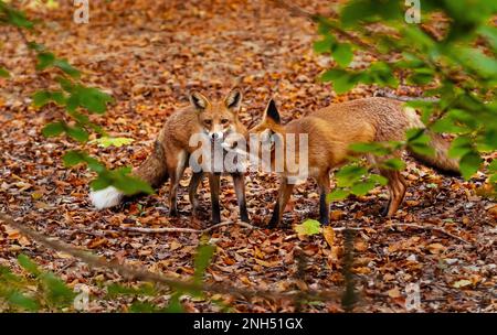 Berlin, Germany. 11th Oct, 2022. 11.10.2022, Berlin. A female fox (Vulpes vulpes) stands with her daughter (l) on an autumn day in the Botanical Garden between brown leaves and both playfully exchange delicacies. The German capital is home to many foxes, which find a wide range of food here. Credit: Wolfram Steinberg/dpa Credit: Wolfram Steinberg/dpa/Alamy Live News Stock Photo