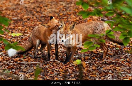 Berlin, Germany. 11th Oct, 2022. 11.10.2022, Berlin. A female fox (Vulpes vulpes) stands with her daughter (l) on an autumn day in the Botanical Garden between brown leaves and both playfully exchange delicacies. The German capital is home to many foxes, which find a wide range of food here. Credit: Wolfram Steinberg/dpa Credit: Wolfram Steinberg/dpa/Alamy Live News Stock Photo