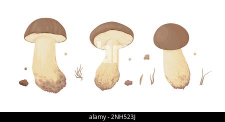 Collection of different realistic edible mushrooms in colorful style. Set of various engraved seasonal fungi vector graphic illustration. Types of Stock Vector