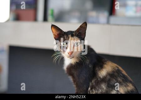 house cat Stock Photo