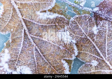 Nature winter background snow snowflakes falling on frozen oak leaves in ice Stock Photo
