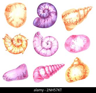 Hand-painted watercolor Seashells in Gold, purple and pink for Product Design Stock Photo