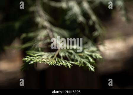 Focus on Just the Tip of Evergreen Pine Needle on Tree in Sequoia Stock Photo