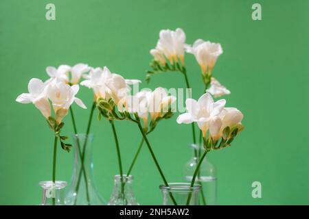 Freesia white flowers in glass vases on green background. Selective focus. Stock Photo