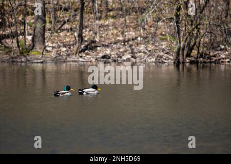 Pair of mallard ducks swimming on Jerusalem Pond on a spring day in St. Croix Falls, Wisconsin USA. Stock Photo