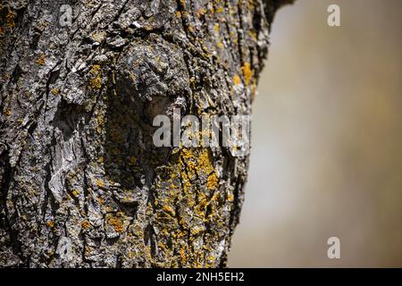 Burl or knob of a tree and closeup showing the texture of the bark on a tree on a spring day in St. Croix Falls, Wisconsin USA. Stock Photo