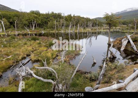 Beaver habitat in Tierra del Fuego National Park near Ushuaia, Argentina, South America Stock Photo