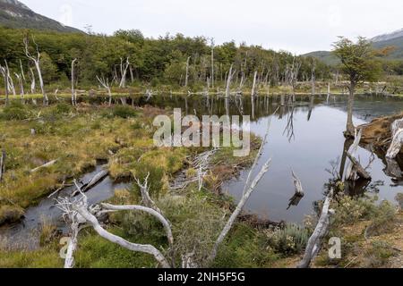 Beaver habitat in Tierra del Fuego National Park near Ushuaia, Argentina, South America Stock Photo