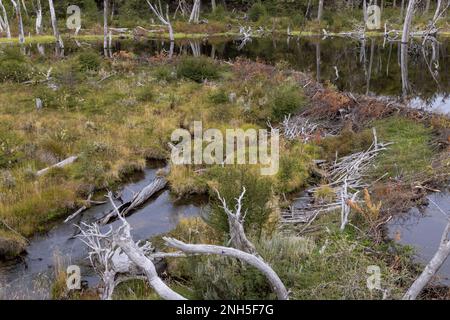 Beaver habitat in Tierra del Fuego National Park near Ushuaia, Argentina, South America Stock Photo