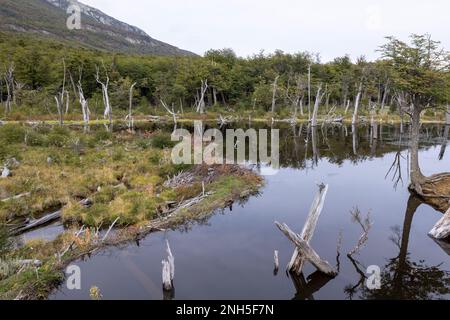 Beaver habitat in Tierra del Fuego National Park near Ushuaia, Argentina, South America Stock Photo