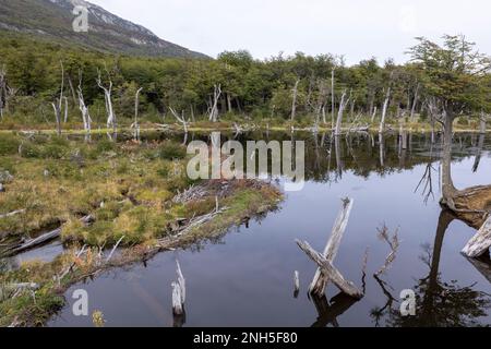 Beaver habitat in Tierra del Fuego National Park near Ushuaia, Argentina, South America Stock Photo