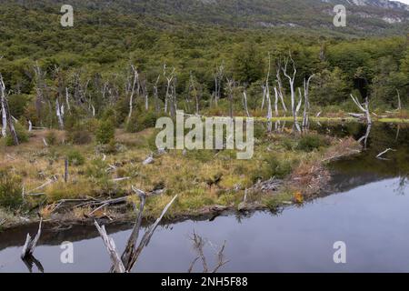 Beaver habitat in Tierra del Fuego National Park near Ushuaia, Argentina, South America Stock Photo