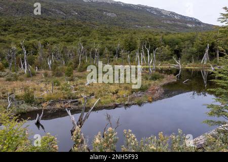 Beaver habitat in Tierra del Fuego National Park near Ushuaia, Argentina, South America Stock Photo