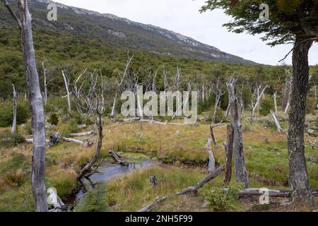 Beaver habitat in Tierra del Fuego National Park near Ushuaia, Argentina, South America Stock Photo