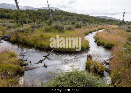 Beaver habitat in Tierra del Fuego National Park near Ushuaia, Argentina, South America Stock Photo