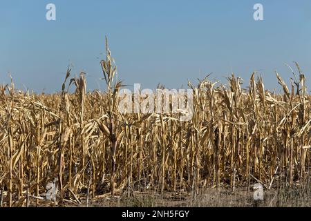 Corn field,  crop failure, due to lack of rainfall, extreme temperatures, late October,  Kansas, 'Zea mays'. Stock Photo