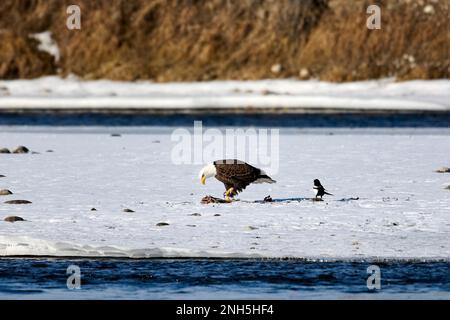 Bald eagle (Haliaeetus leucocephalus) and Black-billed magpie (Pica pica) feeding on a duck carcass on an ice flow in Bow River, Calgary, Carburn Park Stock Photo