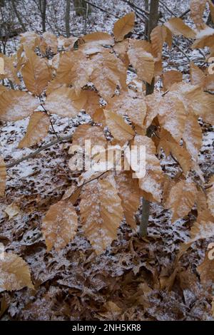 Light snow on tan, dried leaves during winter in New England Stock Photo