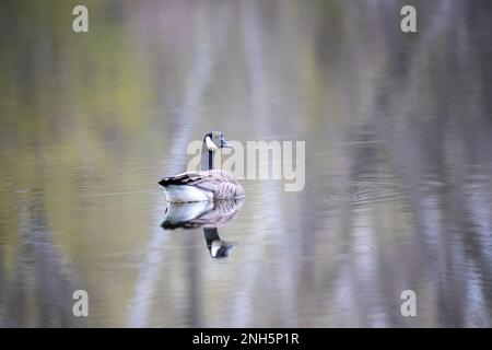 Canada goose swimming on a spring morning in Jerusalem Pond in St. Croix Falls, Wisconsin USA. Stock Photo