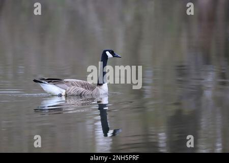 Canada goose swimming on a spring morning in Jerusalem Pond in St. Croix Falls, Wisconsin USA. Stock Photo