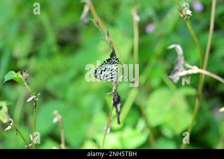 Beautiful wallpaper view of a Common Pierrot butterfly (Castalius Rosimon) sitting vertically on dry grass stem facing downwards Stock Photo