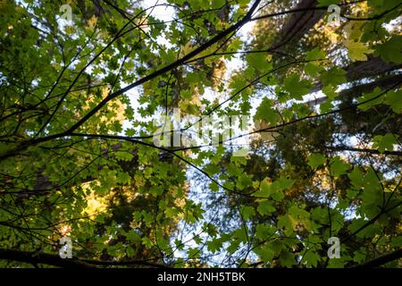 Branches of a tree with all its green leaves seen from below. Part of the celestial sky can be seen behind Stock Photo