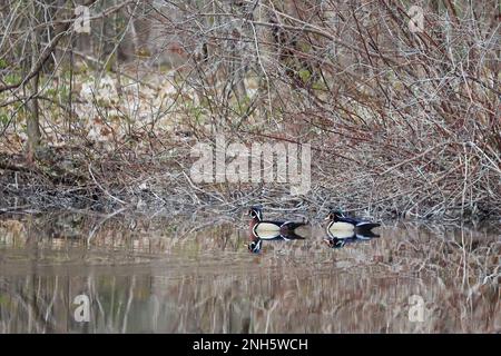Two male wood ducks swimming in Jerusalem Pond during the springtime in St. Croix Falls, Wisconsin USA. Stock Photo