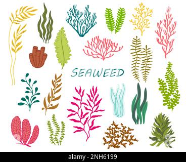 Underwater seaweed plants. Aquarium, ocean deep weed, tropical sea water plant, undersea aquatic vector seaweed set. Phyllophora, Kelp, Laminaria and Stock Vector