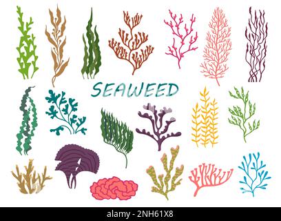 Underwater seaweed plants. Aquarium water algae, coral reef undersea deep weed or ocean isolated vector plants. Fucus, Lamunaria, Rhodymenia, Macrocys Stock Vector