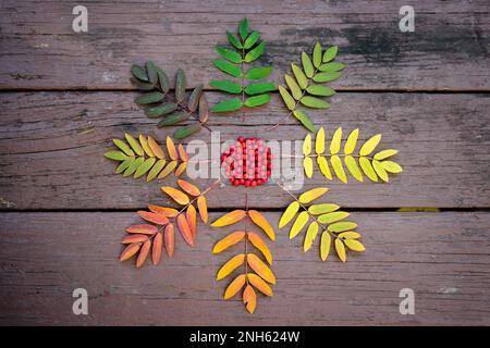 Sitka Mountain Ash (Sorbus sitchensis) Mandala Stock Photo