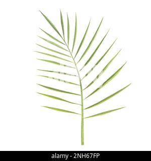 tropic date palm leaf watercolor isolated on white background. Watercolor hand drawn botanical llustration for design packaging, template, poster Stock Photo