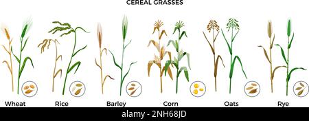 Cereal grasses flat icons set with wheat rice barley corn oats rye plants and seeds isolated vector illustration Stock Vector