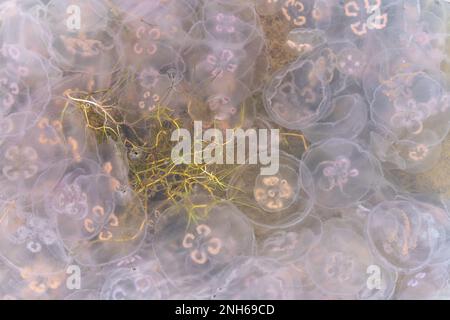 Many small jellyfish Aurelia aurita in Baltic Sea Stock Photo