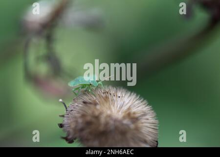 southern green stink bug sitting on a seedhead Stock Photo