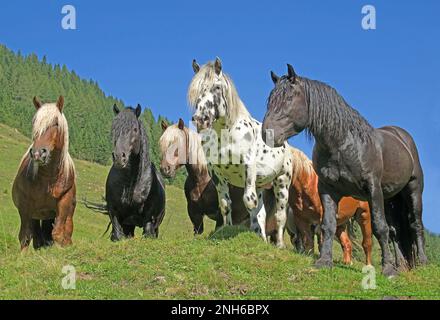A group of Noriker stallions in Rauris Valley. They spend their summers on high alpine meadows. Land Salzburg / National Park Hohe Tauern, Austria Stock Photo