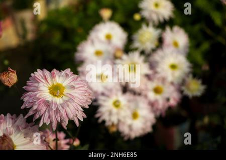 Selective focus on single pink chrysanthemum flower, white and pink chrysanthemum Stock Photo