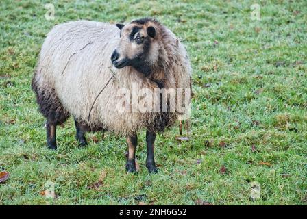 Welsh mountain,The Badger Face Welsh Mountain is a distinct variety of the Welsh Mountain breed of domestic sheep bred for sheep farming in Wales. Stock Photo