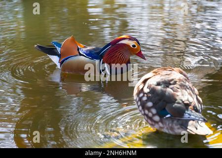 Mandarin ducks on a puddle in Isabella Plantation, a woodland garden in Richmond Park in London, England Stock Photo