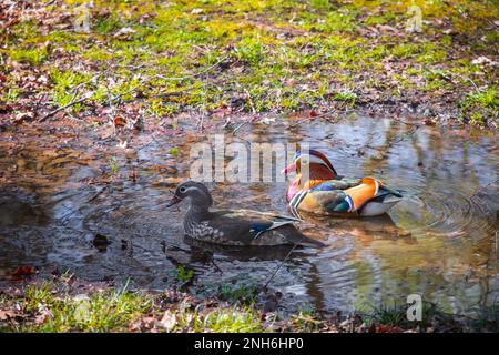 Mandarin ducks on a puddle in Isabella Plantation, a woodland garden in Richmond Park in London, England Stock Photo